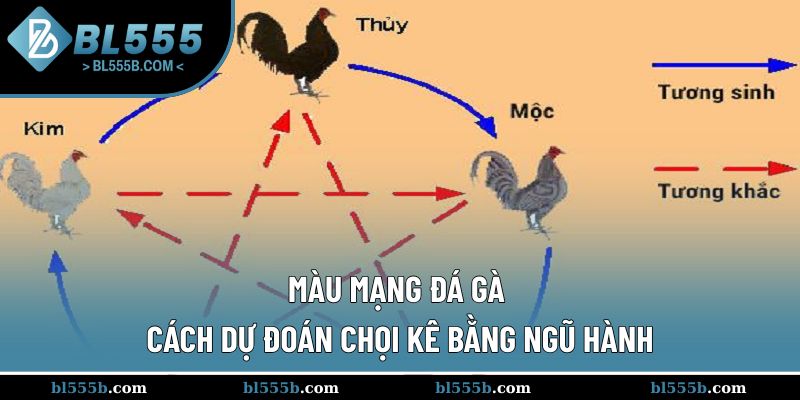 Màu Mạng Đá Gà - Cách Dự Đoán Chọi Kê Bằng Ngũ Hành