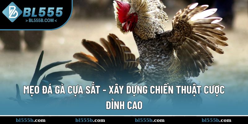 Mẹo Đá Gà Cựa Sắt - Xây Dựng Chiến Thuật Cược Đỉnh Cao