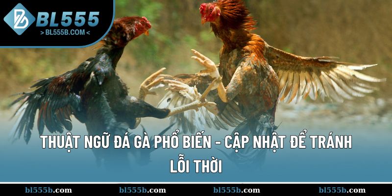Thuật Ngữ Đá Gà Phổ Biến - Cập Nhật Để Tránh Lỗi Thời